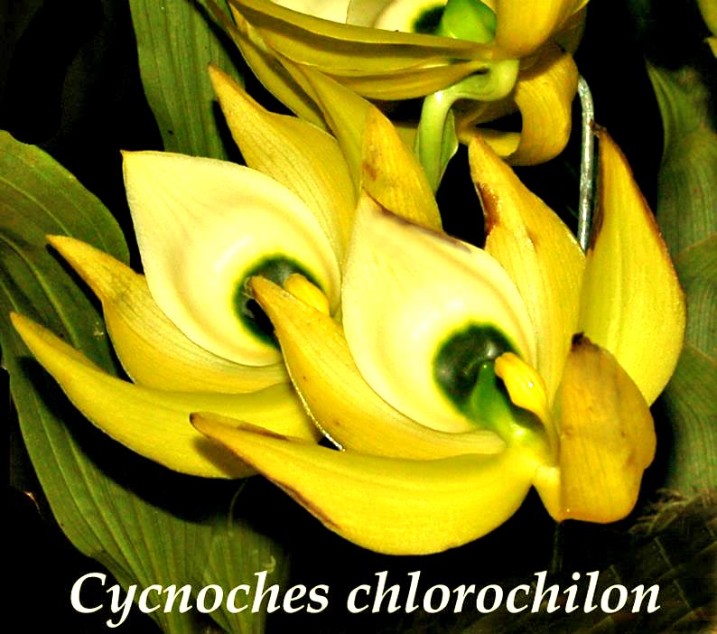 Cyc. chlorochilon